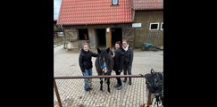 Auszubildende mit Pferd Auszubildende mit einem schwarzen Pferd