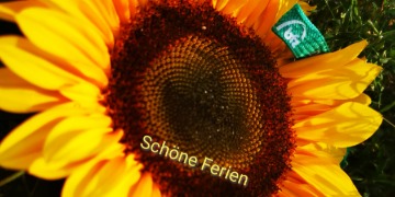 sonnenblume mit feriengruessen blumige grüesse aus der logoschule