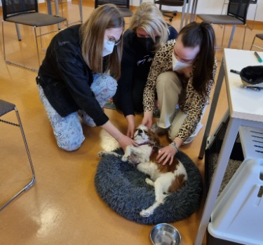 Klassenleiterstunden mit Schulhund